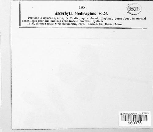 Phyllosticta medicaginis image